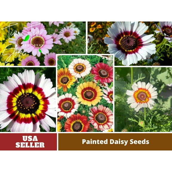 100 Seeds| Painted Daisy Seeds- Chrysanthemum Seeds [BUY 3 GET 1 FREE] #N008