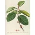 thumbnail image 2 of Georg Dionysius Ehret 14x18 Black Ornate Wood Framed Double Matted Museum Art Print Titled - Ficus (1750-1773), 2 of 5