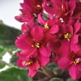 thumbnail image 5 of Red African Violets Live Plants, 4 Inch Pot African Violet Plant, Vibrant Flowers, Perennial Flowering Houseplant, 5 of 6
