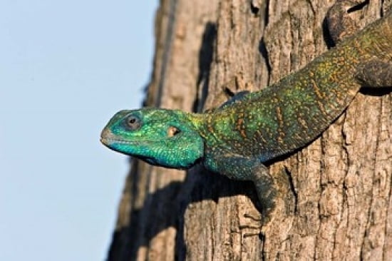 Green-Headed Agama Lizard Tanzania Canvas Art - Charles Sleicher DanitaDelimont (18 x 12)