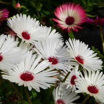 Ice Plant Drought Tolerant White Livingstone Daisy Ground Cover Plant Seeds - 10000 Seeds