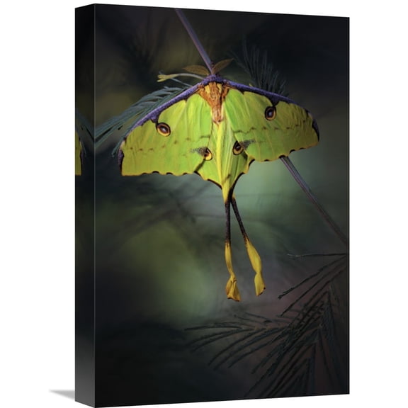 Global Gallery Jimmy Hoffman,'Moon Moth' Stretched Canvas Artwork