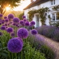 thumbnail image 3 of Allium Bulbs - Ideal for Beds Borders, Plant Pots & Planters, Low Maintenance, 3 of 6