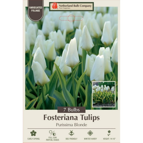 Purissima Blonde Fosteriana Tulip 7 Bulbs - 12/  cm Bulbs