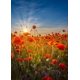 thumbnail image 3 of Pósteres de arte de paisaje de sol y campo de girasoles vintage al atardecer, impresiones en lienzo, cuadros de pared para la decoración del hogar de la sala de estar, 3 of 5