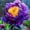 A, variant on Peony, Low Maintenance - Easy Grow - Ideal for Beds Borders, Plant Pots & Planters