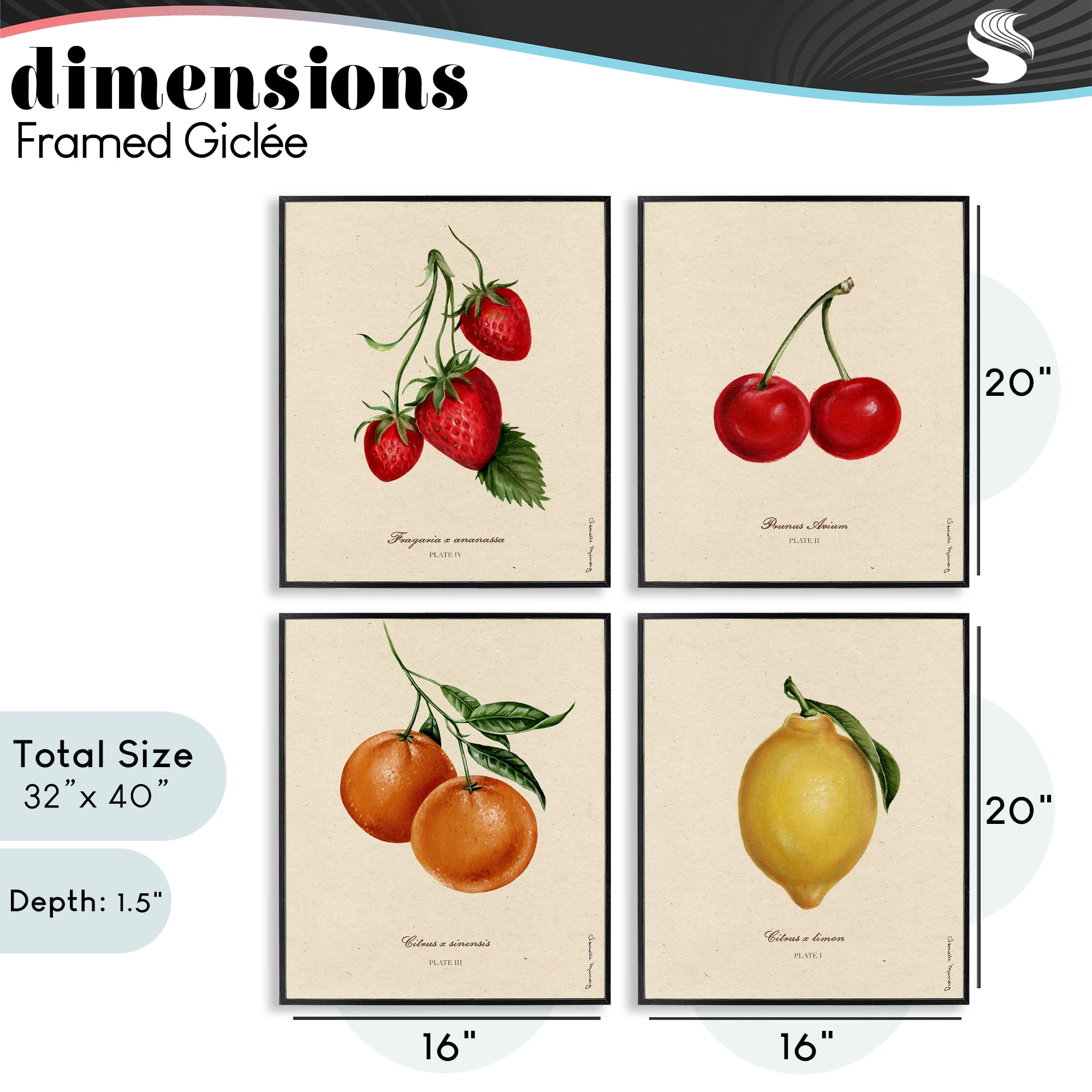Stupell Industries Vintage Fruit Portraits 4 Piece Black Framed Giclee Art Set, design by Danielle Murray