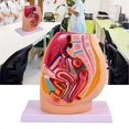 thumbnail image 4 of Female Vagina Anatomical Model Lifesize Median Sagittal Section, 4 of 5