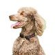 thumbnail image 1 of Weatherbeeta - Collar Polo de cuero para perro (Marrón, Verde Esmeralda, Rosa, Azul), 1 of 3