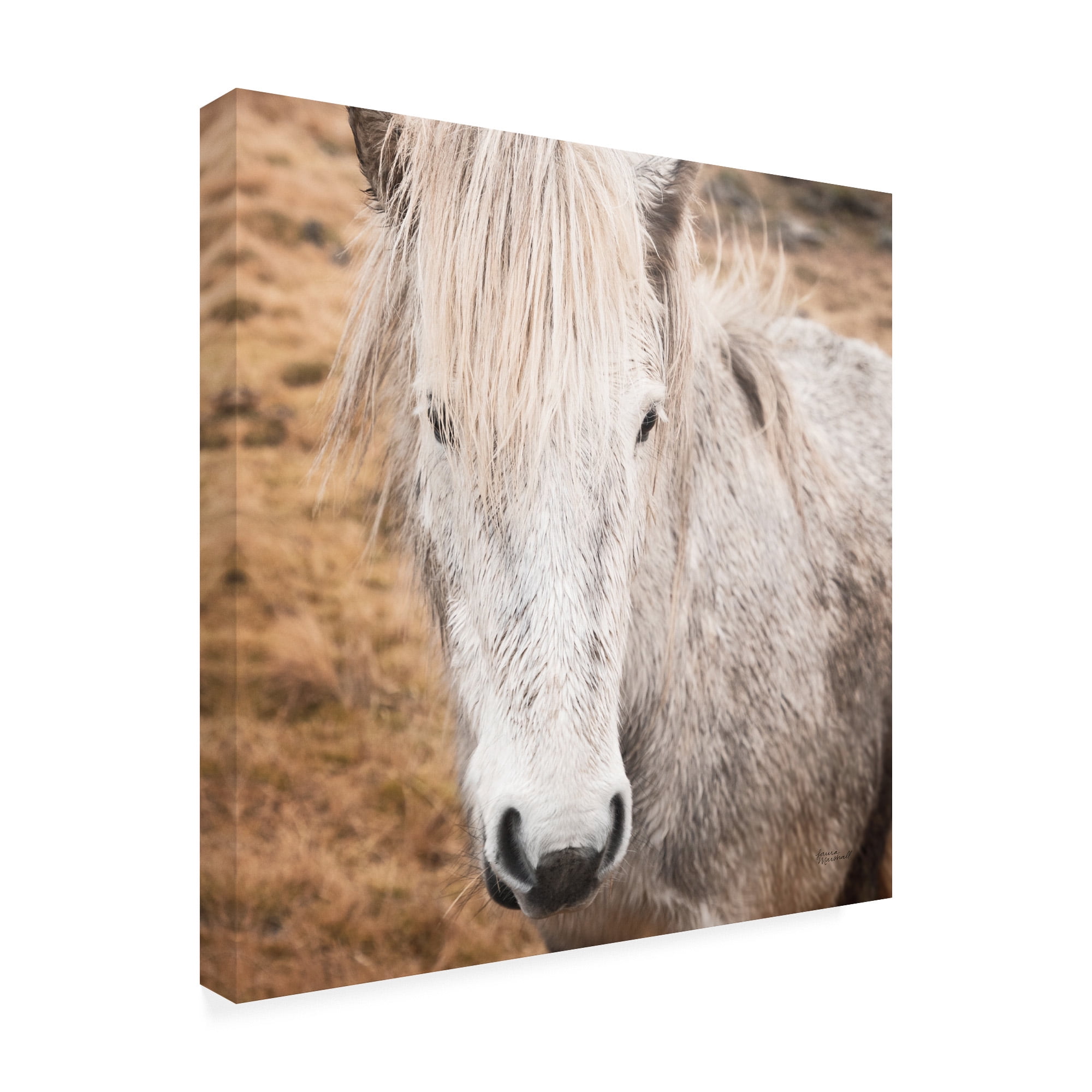 Trademark Fine Art 'Heida IV' Canvas Art by Laura Marshall
