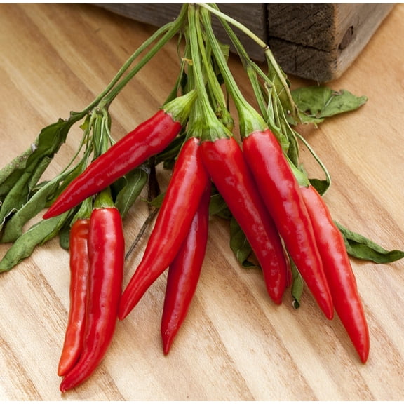 Poinsettia Heirloom Pepper Premium Seeds Packet