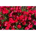 thumbnail image 3 of Seedville 500 Linum Grandiflorum Rubrum Flower Seed, 3 of 11