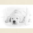 thumbnail image 3 of CafePress - Lab Pup Nap Light T Shirt - Men's Classic Graphic T-Shirt, 3 of 4