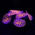 thumbnail image 2 of Aquarium Silicone Simulation Coral Ornaments Fluorescent Design Fish Tank Landscape Decoration Accessories, 2 of 8