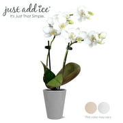 Just Add Ice Live Indoor Plant 6-10" Tall Mini White Orchid in 2.5" Decorative Clay Pot