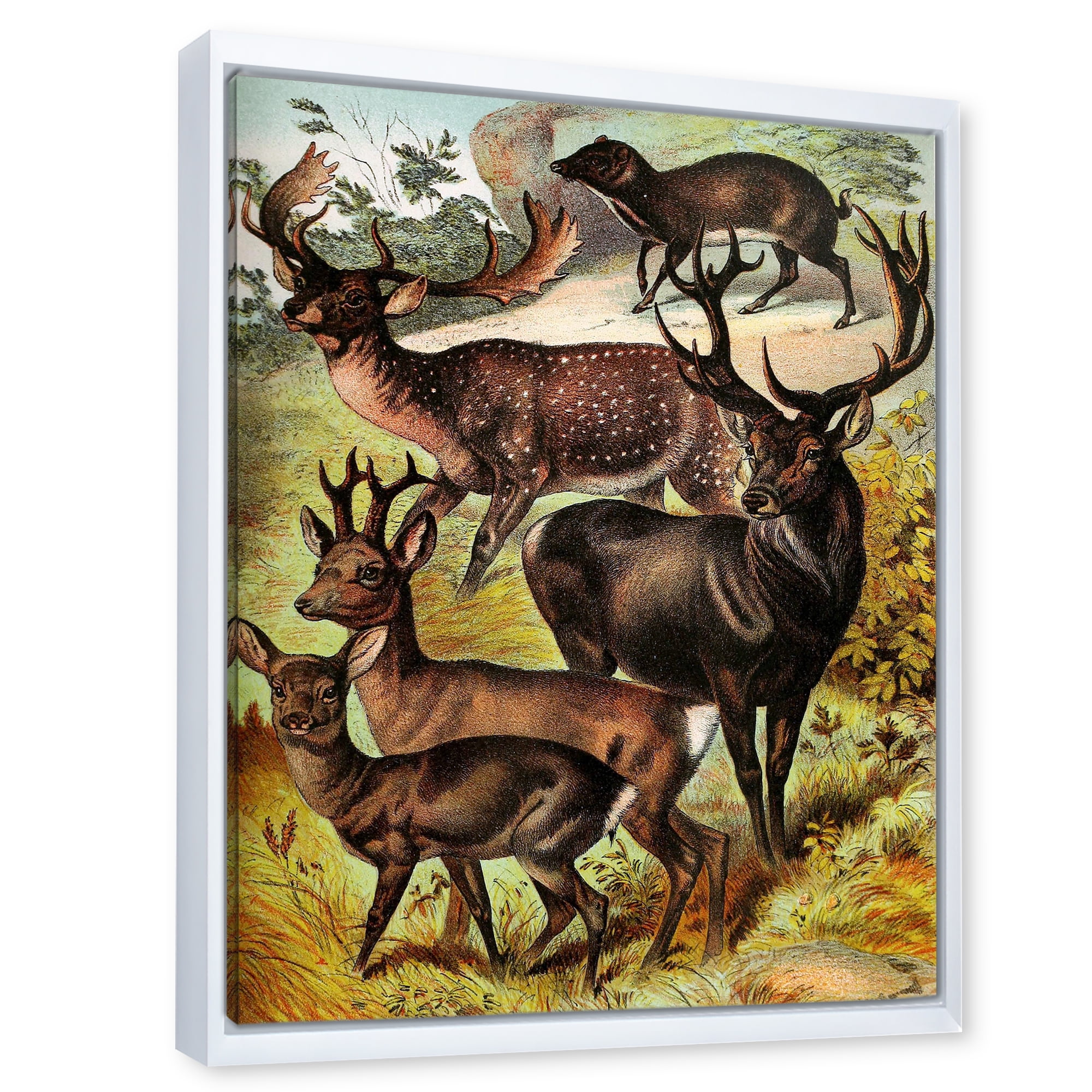 Old-world Mammals I 12 in x 20 in Framed Painting Canvas Art Print, by Designart