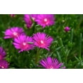 thumbnail image 5 of Purple Ice Plant Delosperma cooperi- Succulent Ground Cover, Drought-Tolerant, Full Sun, Low Water, Pollinator Attracting, Container-Friendly, Pet Safe 2 Gallon, 5 of 18