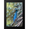 thumbnail image 2 of Fitzharris, Tim 17x24 Black Modern Framed Museum Art Print Titled - Peacock IV, 2 of 5
