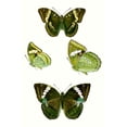 thumbnail image 2 of Vision Studio  13x18 Black Ornate Wood Framed with Double Matting Museum Art Print Titled - Butterfly Specimen VII, 2 of 4