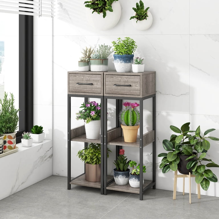 money tree pics Money Tree Floor Plant Floor Size Plant (Large) by 1-800 Flowers