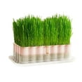thumbnail image 3 of Storage Containers Cat Planter Accessory for Indoor Cats and Hydroponic Wheatgrass Growth – Transparent Soilless Tray for Balcony Windowsill and Home Use, 3 of 6