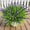 Purple, variant on PETGLE 15 Bundles Artificial Plants Faux Monkey Grass UV Resistant No-Fade, Adjustable Height Fake Greenery Indoor & Outdoor Decor for Window Garden Porch Patio Pathway Hanging Planter Front Yard