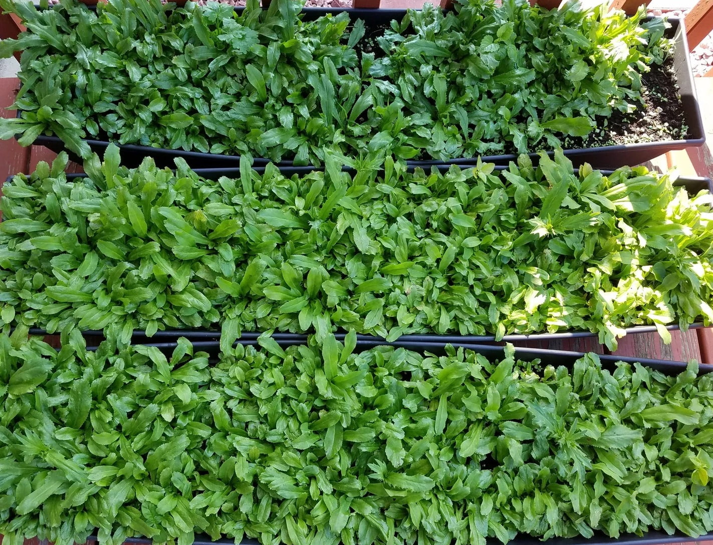 Desde Mi Huerto Long Leaf Coriander Recao Organic Seeds