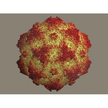 Look Single Strand Canine Parvovirus Protein Type 2 Capsid, a Single Stranded DNA Virus Print Wall Art By Jean-Yves Sgro ()