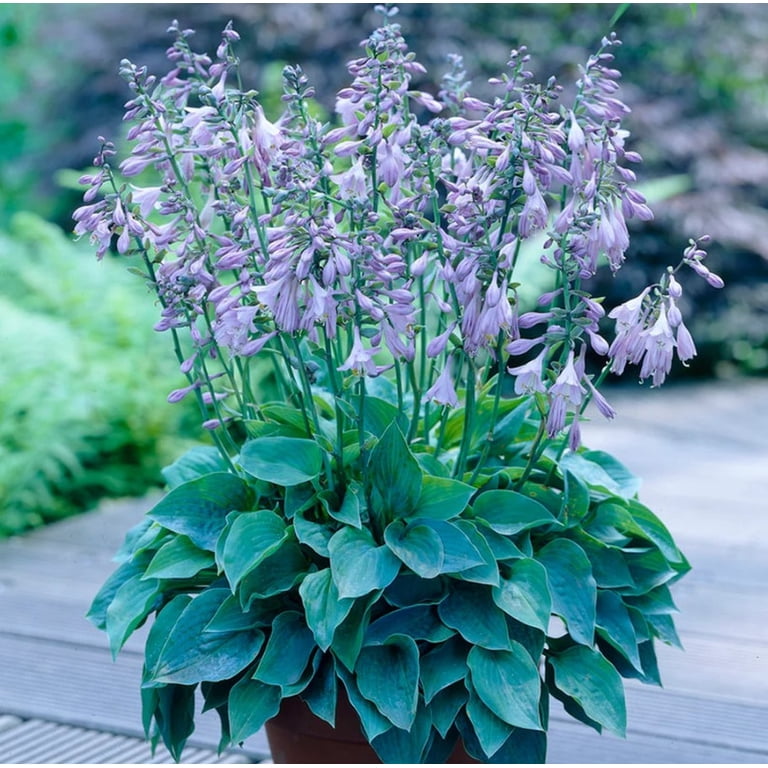Halcyon Hosta Live Plant in 4" Pot- Blue Hosta Plant Perennial Plant -  Ormanental Plant Indoor Outdoor Garden - Walmart.com