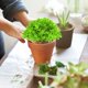 thumbnail image 1 of Plantas de césped artificial en maceta - 4" de vegetación artificial interior para decorar la oficina en casa, set de 3 pequeñas suculentas de plástico, 1 of 5