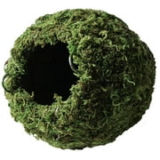 Galapagos Mossy Caves, Green, 6" Diameter