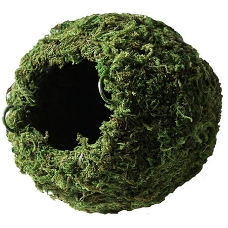 Galapagos Mossy Caves, Green, 6" Diameter