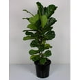 PLANTCO Indoor Fiddle Leaf Fig Food SlowRelease Fertilizer Granules
