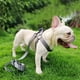 thumbnail image 5 of Arnés con estampado para perros, juego de correa y arnés para perros, ajustable, resistente, antitorsión, para caminar, correr y entrenar, 5 of 9