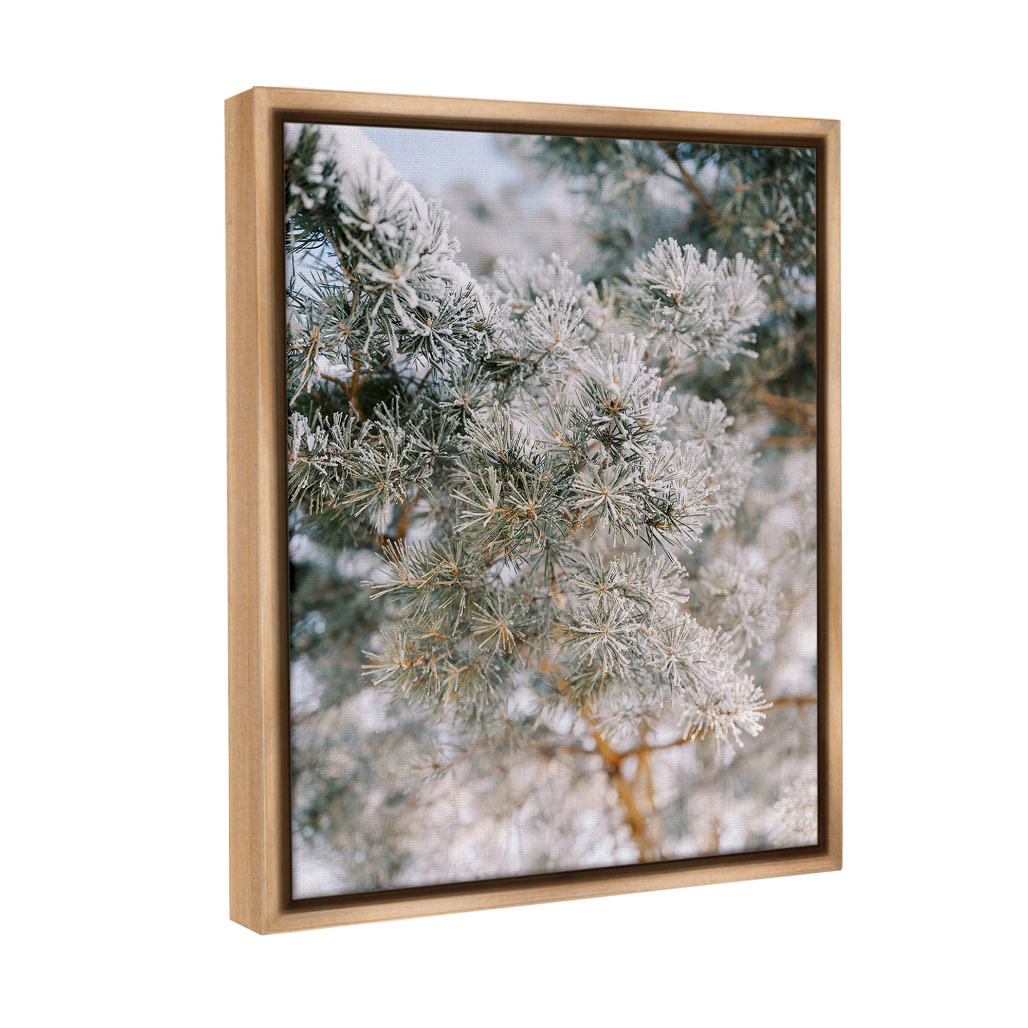 Stupell Industries Frosted Fir Tree Branches Landscape Photography Brown Floater Framed Canvas Art Print Wall Art, 25 x 31