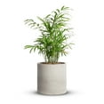 thumbnail image 1 of Mozing Breathable Cement Plant Pots - 4.8 x 4.8 inch Gray Planter Pot with Drainage Hole, 1 of 8