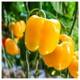 thumbnail image 2 of Everwilde Farms - 1 lb Organic Golden California Wonder Sweet Pepper Seeds - Gold Vault Bulk Seed Packet, 2 of 3
