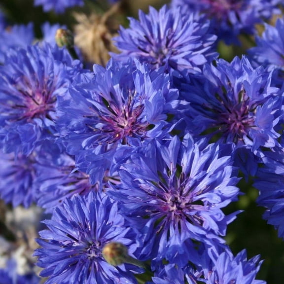 TomorrowSeeds - Blue Dwarf Bachelor Button Seeds - 1000  Count - For 2026 Planting Centaurea Cyanus