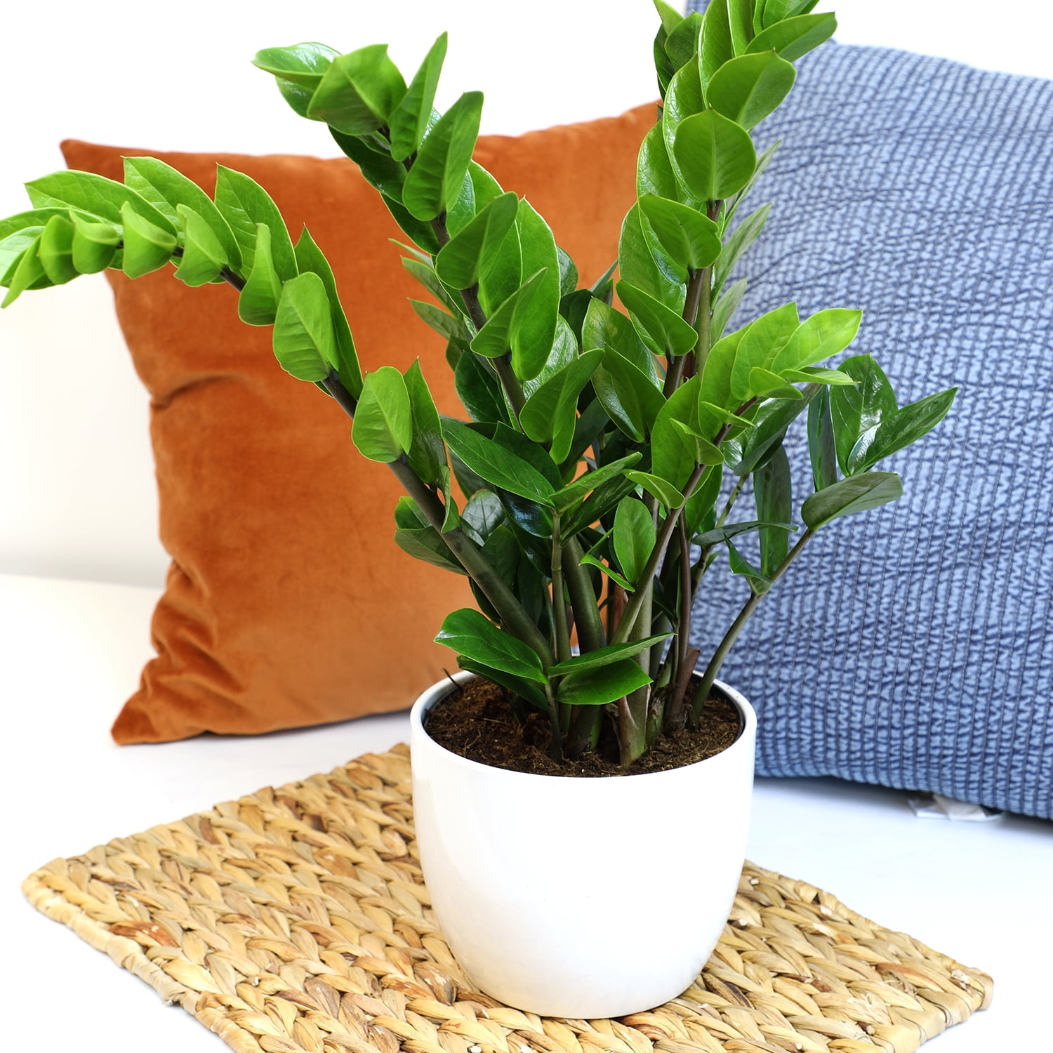 ELEMENT by Altman Plants 6in ZZ Live Plant in Grower Pot