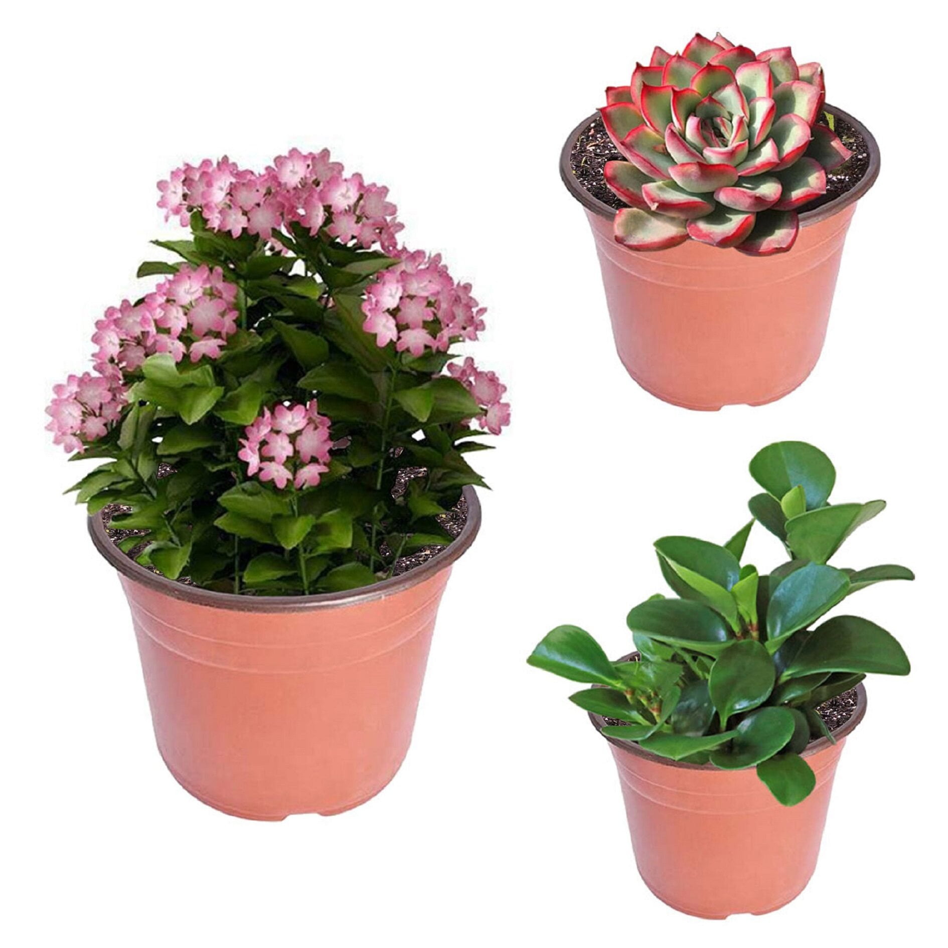 netuera Plastic Plant Flower Pots Nursery Seedlings Pot Plant 100Pcs