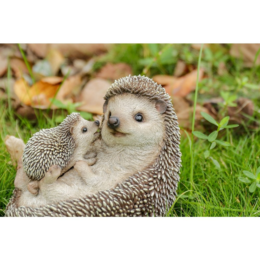 Mother & Baby Hedgehogs on Back