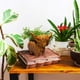 thumbnail image 4 of Macetas de resina con forma de vaca de las tierras altas, macetas suculentas, lindo cactus de las tierras altas, soporte para flores para plantas de interior, decoración del hogar, 4 of 5