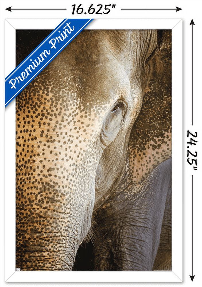 Beth Sheridan - Indian Elephant Wall Poster, 14.725" x 22.375", Framed