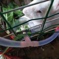 thumbnail image 1 of Automatic Drinker, Professional  Drinking Nipple, Double Spring  Waterer Drinking Farm Animal For  Drinker Outdoor, 1 of 8
