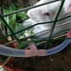 thumbnail image 2 of Bebedero para conejos Anggrek Otros, 2 of 8