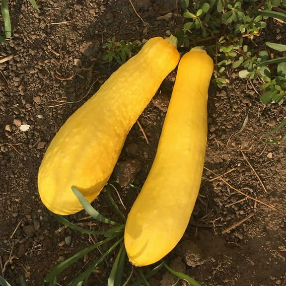 Early Prolific Straightneck Summer Squash Garden Seeds - 1 Lb - Heirloom, Non-GMO - Vegetable Gardening Seed - Straight Neck Yellow Squash