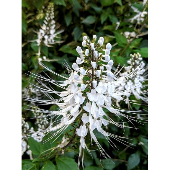 Set 3 White Cat Whiskers Plants Live for Planting, Perennial Flowering Shrub Plants for Outdoor Garden 4 to 6 Inch Tall