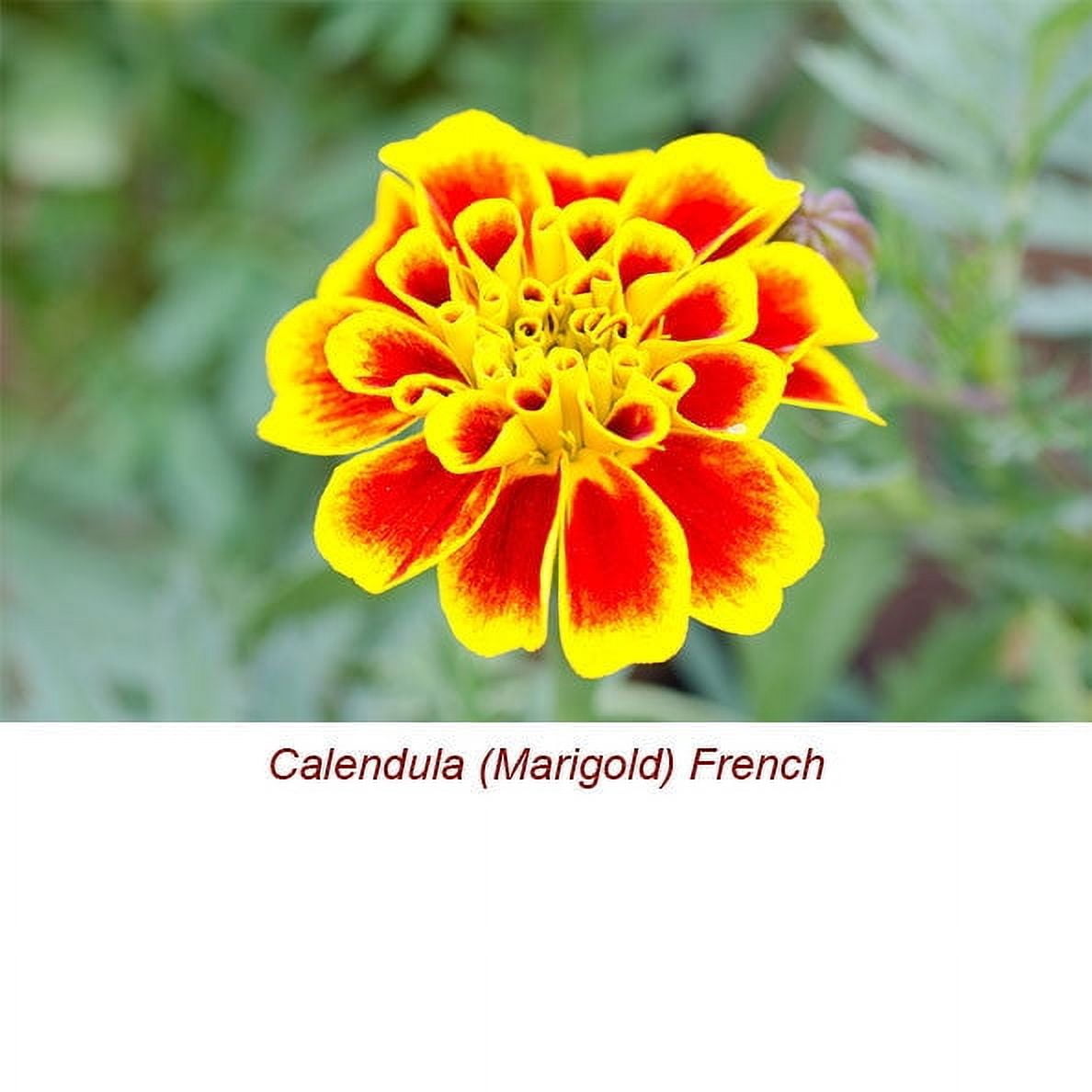 Calendula Marigold Essential Oil 5 ml (1/6 fl oz) - 100% Pure and Natural by Silky Scents