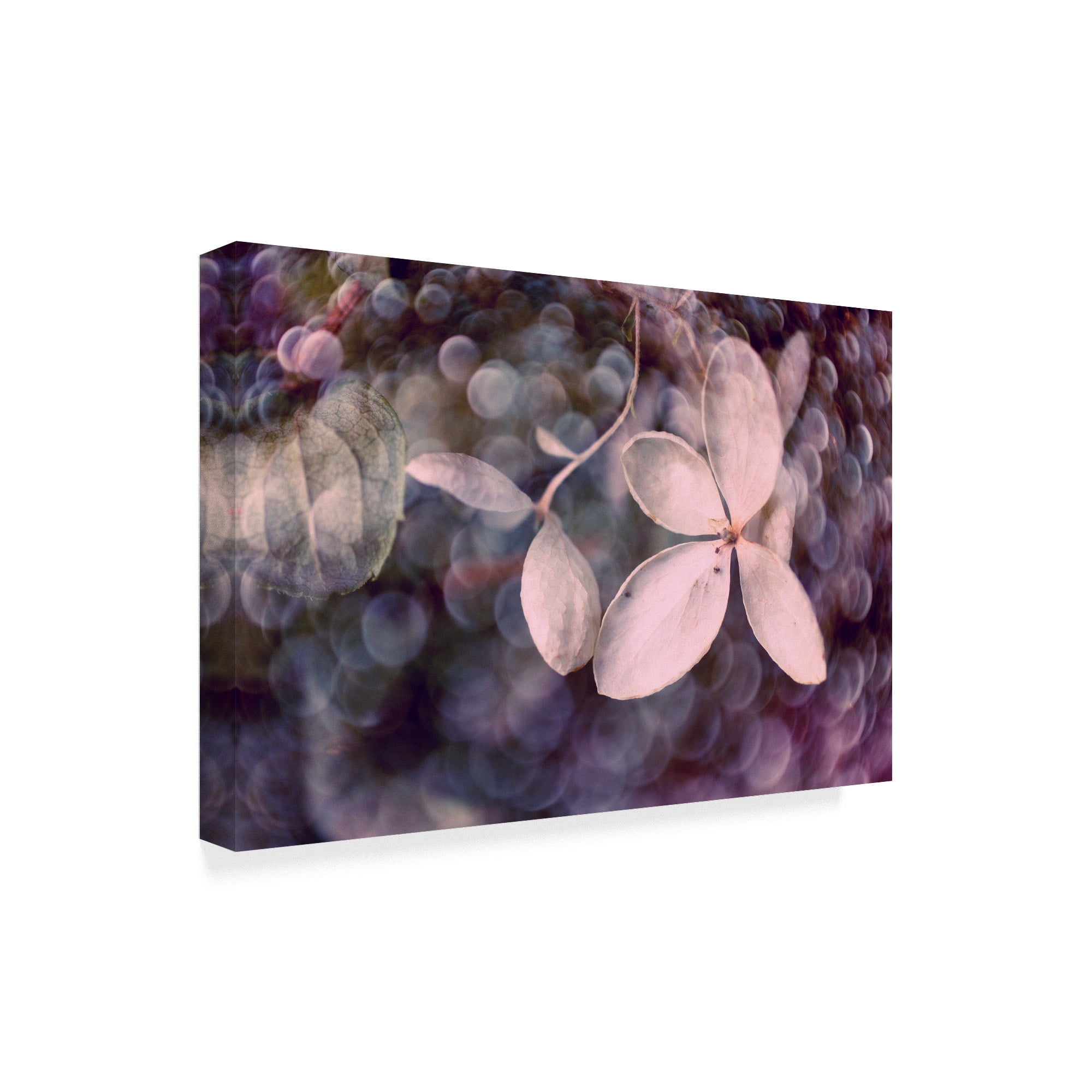 Trademark Fine Art 'Purple Hydrangea' Canvas Art by Judy Stalus