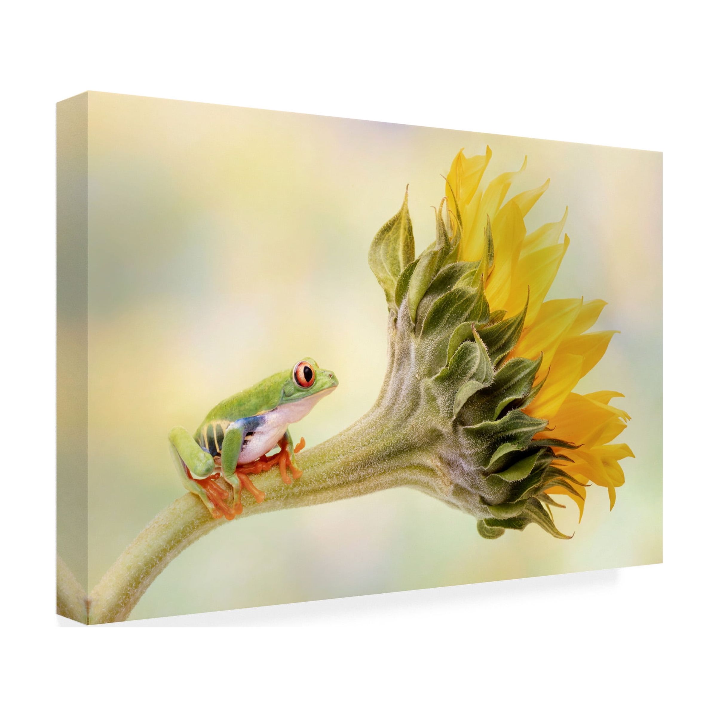 Linda D Lester 'Red Eyed Tree Frog On A Sunflower' Canvas Art